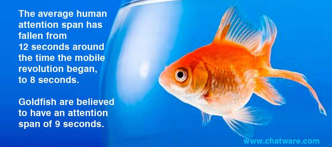 human attention span vs goldfish
