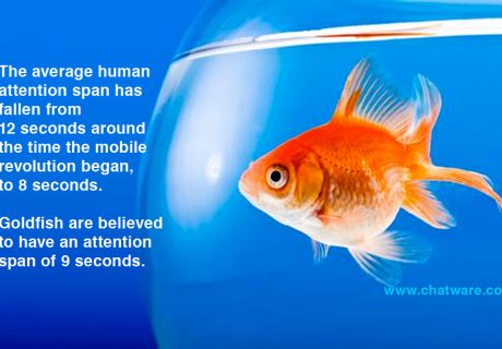 human attention span vs goldfish